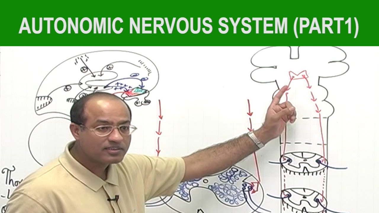 Autonomic Nervous System  | Neurology | Neuroanatomy | Part 1🧠