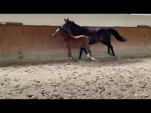 Stutfohlen von Bon Vivaldi NRW (2022)