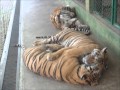 Photo Compilation Of The Phuket Tiger Park