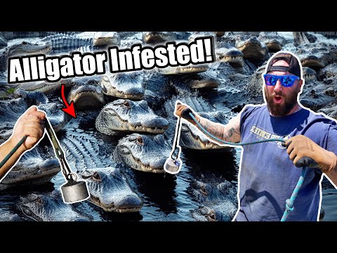 Magnet Fishing Alligator Infested Waters.... (Crazy Finds!)