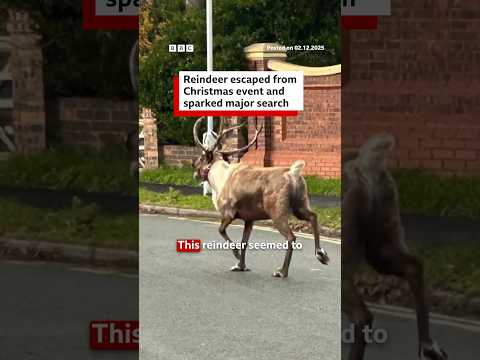 Escaped reindeer from Christmas event sparks major search. #Merseyside #Reindeer #England #BBCNews