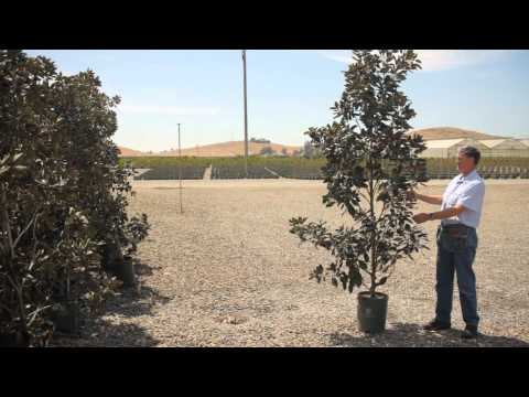When to Prune Evergreen Magnolias? : Garden Savvy