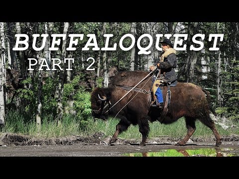 Buffaloquest - Part 2 (The Search for the REAL Guy on a Buffalo)