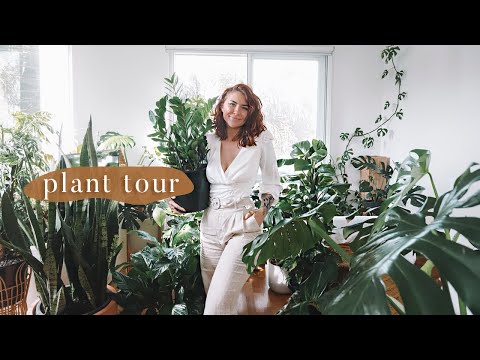 indoor plant tour 🌿 100+ houseplant collection