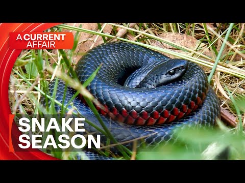 The urgent snake warning every Australian needs to hear | A Current Affair
