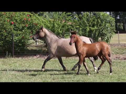 Lote 16 Lâmina 1820R Maufer