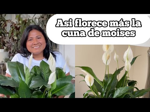 THIS IS HOW THE CRADLE OF MOSES FLOURISHES MORE spathiphyllum