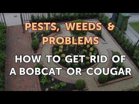 How to Get Rid of a Bobcat or Cougar