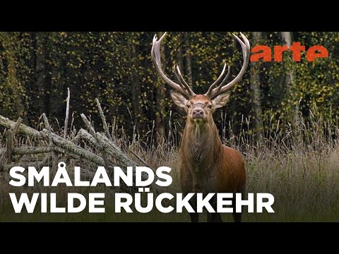 Småland - Schwedens wilder Süden | ARTE Fernweh