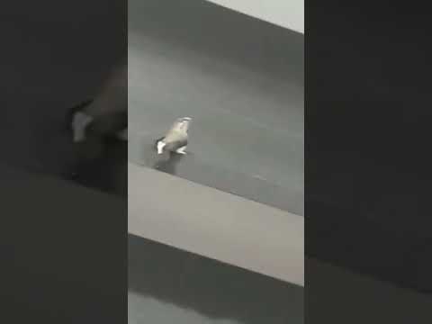 getting back  home a sparrow that has been lost