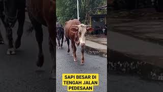 Download lagu VERY BIG COW IN THE MIDDLE OF THE RURAL ROAD#shorts#short#shortvideo #shortsvideo #shortsfeed mp3