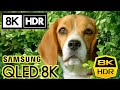 8K HDR Video || Baby Animal in 8K HDR 30fps - Samsung QLED 8K TV 2020 Demo