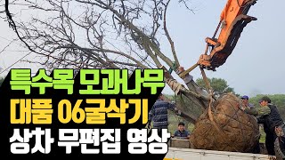 특수목 모과나무 대품 06굴삭기 상차영상 | 나무대장