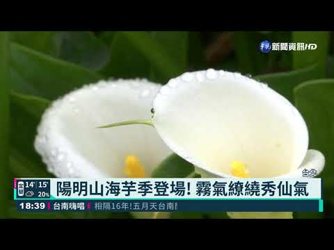 仙氣爆棚! 陽明山竹子湖海芋季登場
