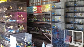 Download lagu SPILL COMPLETE STOCK AND PRICE OF KENARI SIDOARJO HOUSES 23 FEB 2026 mp3