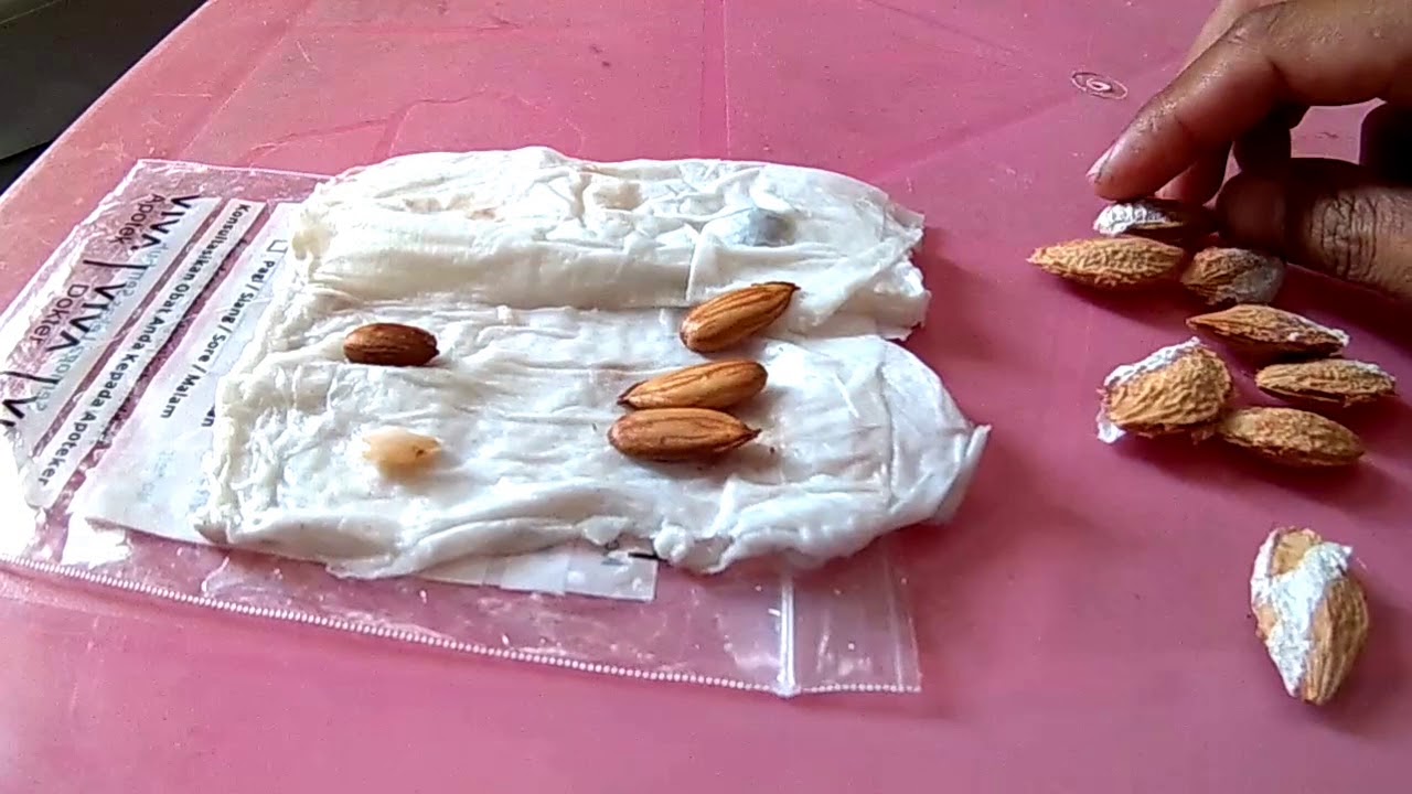 cara menanam buah plum dari biji