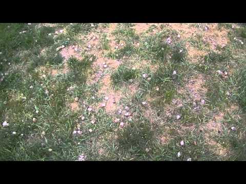 Sod Grown on Hard Pan Clay