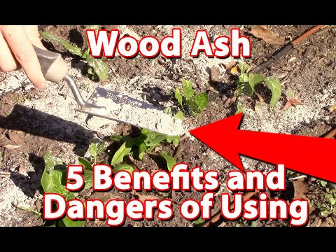 YouTube video about: Are incense ashes good for plants?