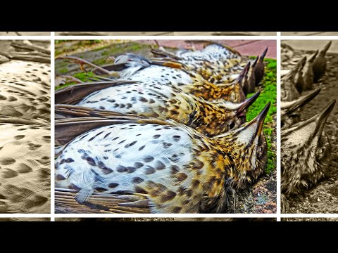 🔴 ZORZALES al Paso 🐦¡Video de CAZA del Zorzal!🐦