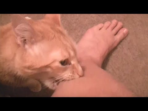Angry cats videos compilation - try not to laugh videos