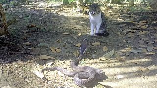 Download lagu PENAMPAKAN COBRA HITAM DI KEBUN KARET WAK JIMMY  mp3
