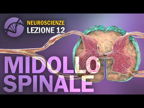 Spinal Cord (Central Nervous System) | NEUROSCIENCE - lesson 12