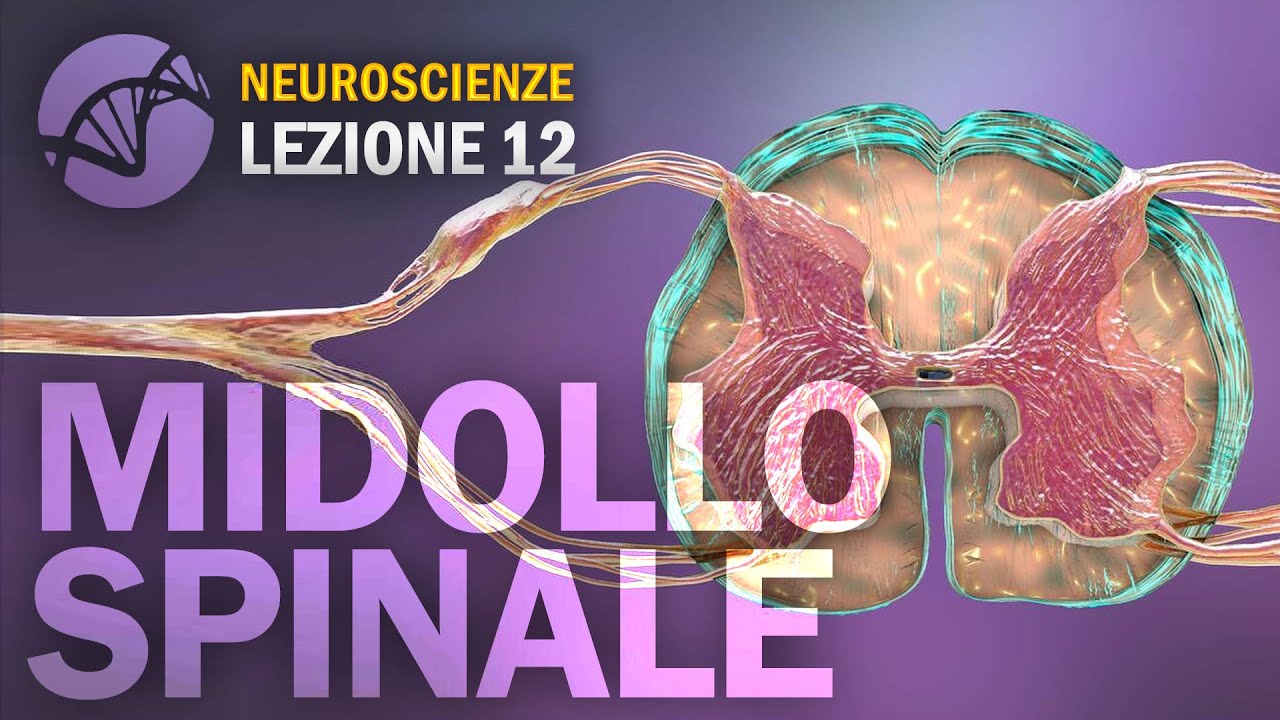 Midollo Spinale (Sistema Nervoso Centrale) | NEUROSCIENZE - lezione 12