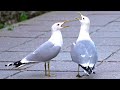 Pair Of Common Gulls Being Loud And Obnoxious 4K