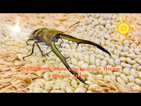 [Beetle Mania With Eriel Life] Cyclommatus metallifer finae BASIC INTRO