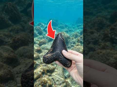 Encuentro DIENTE de Megalodon #tiburon #playa #animales
