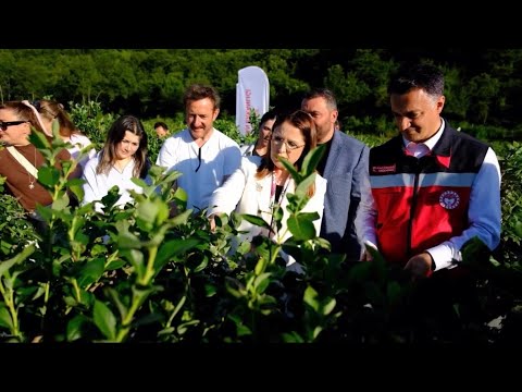 🫐 Bartın’da Yaban Mersini Hasadı Başladı!