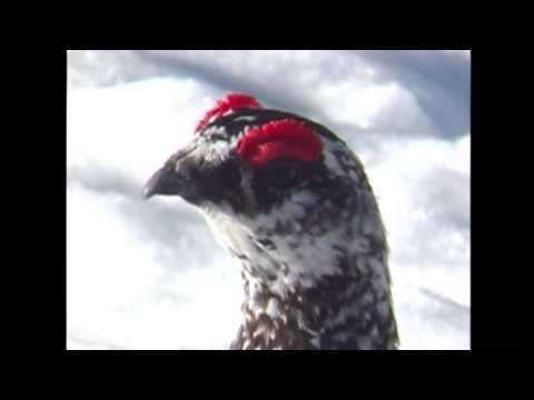 IUCN分類における絶滅の危険性を示す図。