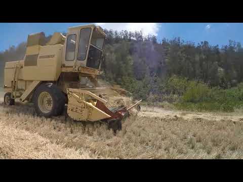 harvest in langeberg #old tractors