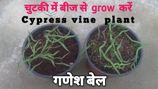 How to grow cypress vine from seeds||Cypress vine plant seeds se kaise grow kare||