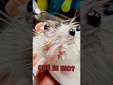 Animales Mojados Son ATERRADORES!! 😨