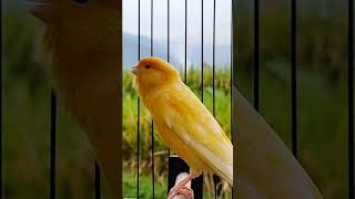 Download lagu canary training song - powerfull song for training #canary #kenari #belgacanario #kenarigacor mp3 Download lagu canary training song - powerfull song for training #canary #kenari #belgacanario #kenarigacor mp3