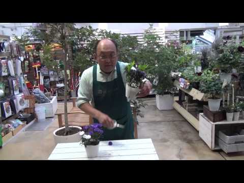 ゴールドヘアアスター 植物