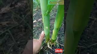 Download lagu A Large Stem Is One of the Keys to Successful Corn Planting mp3