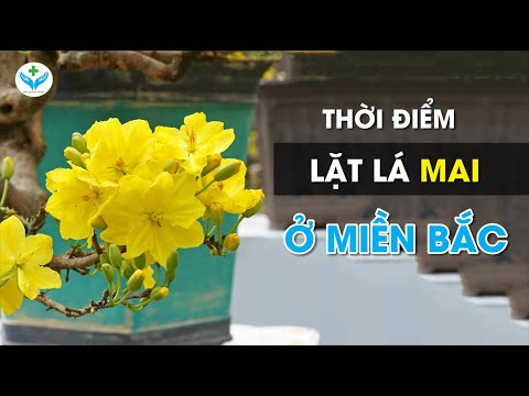 Thời điểm lặt lá mai cho miền Bắc giúp hoa nở đúng dịp Tết Nguyên Đán ︱ Nông Sản ND