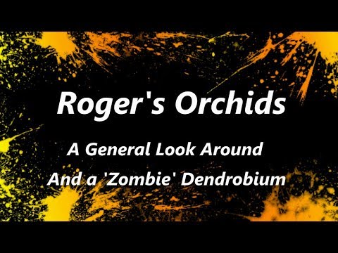A General Look Around - And a 'Zombie' Dendrobium