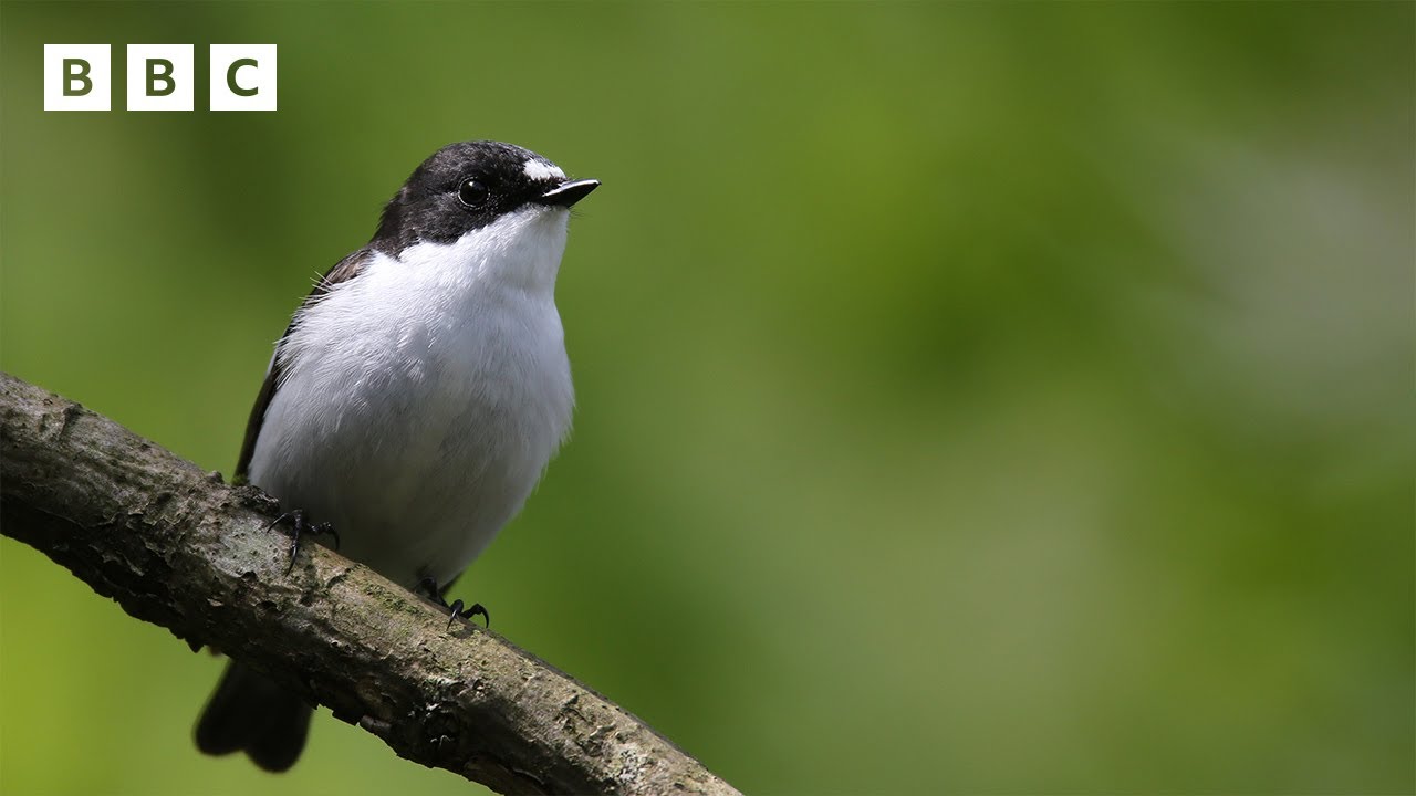 🔴 LIVE wildlife cameras 🐥 9 June 🌺 BBC Springwatch 2025