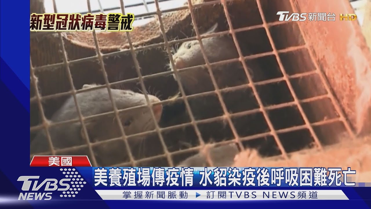 新冠病毒人傳動物? 美有逾萬水貂染疫亡