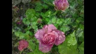 Sumiregusa (Wild Violet) - Enya mit Panflöte