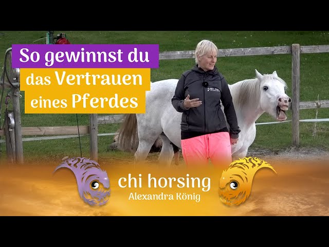 Vídeo relacionado con Unterwegs mit Harry: Unterhaltsamer Kinderroman aus Sicht eines Pferdes, ab 8 Jahren