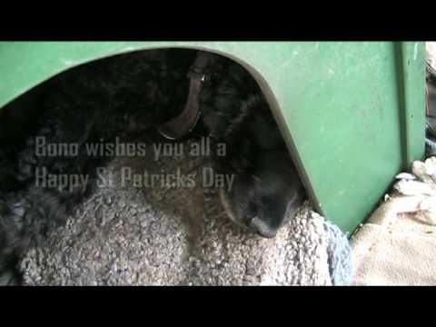 Bono's St Pats Day Message