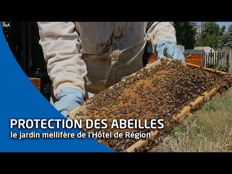 , title : 'Récolte du miel dans les jardins de l'Hôtel de Région'