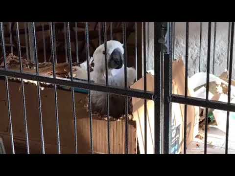 Jack ‘n’ the box Sally U2