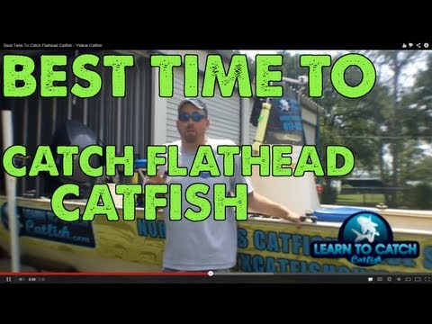 Best Time To Catch Flathead Catfish - Yellow Catfish