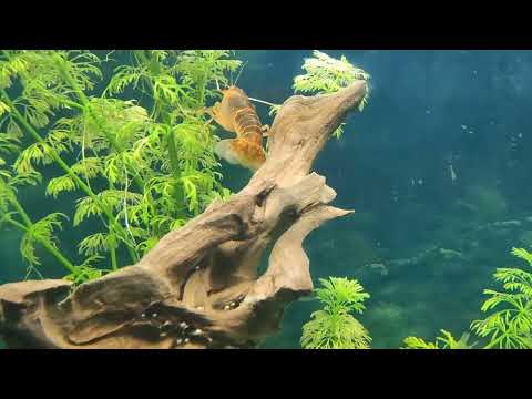 Cherax Destructor Volcano