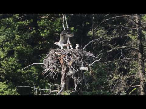 Osprey chick testing wings - Yellowstone National Park